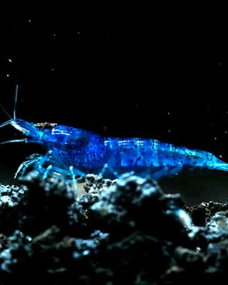 Caridine ampullarie piante pesci