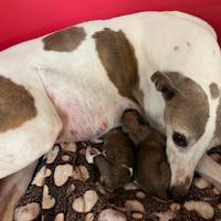 Cuccioli Whippet