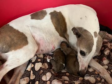 Cuccioli Whippet