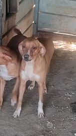 cane da cinghiale segugio