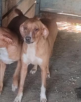 cane da cinghiale segugio