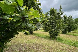 TER. AGRICOLO A GALLESE