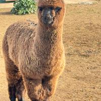 Alpaca per fattorie e agriturismi
