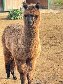 Alpaca per fattorie e agriturismi