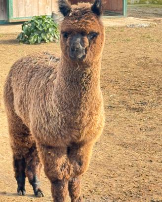 Alpaca per fattorie e agriturismi