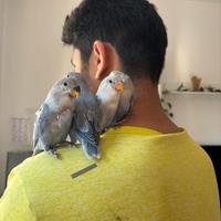 Inseparabili allevato a mano