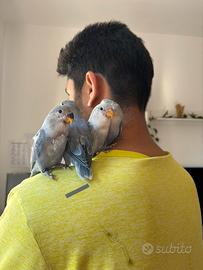 Inseparabili allevato a mano