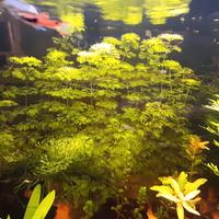 Potature piante d'acquario