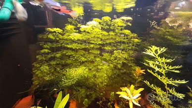 Potature piante d'acquario