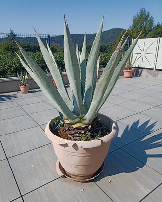 Agave 