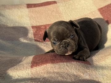 Cuccioli bulldog francese blue