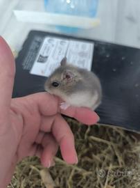 piccoli criceti
