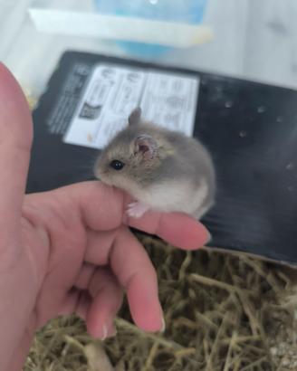 piccoli criceti