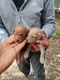 Barboncini red e champagne