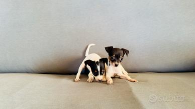 Jack russell