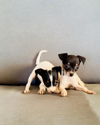 Jack russell