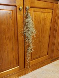 Tillandsia usneoides  + omaggio