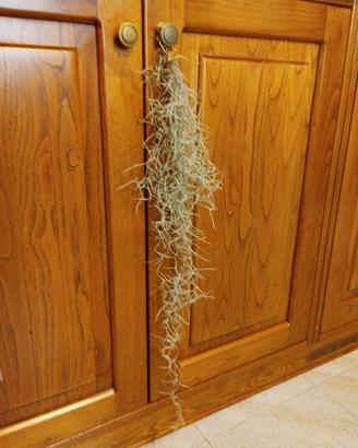 Tillandsia usneoides  + omaggio
