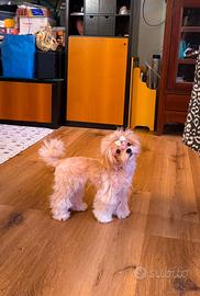 Cucciola di Maltipoo Mini Toy