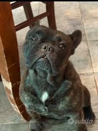 Bulldog Francese per monta