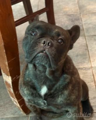 Bulldog Francese per monta