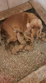 Maschietti Cocker Spaniel
