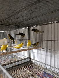 Canarini spagnoli 2024