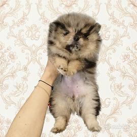 Pomerania spitz nano coreano silver merle & tan
