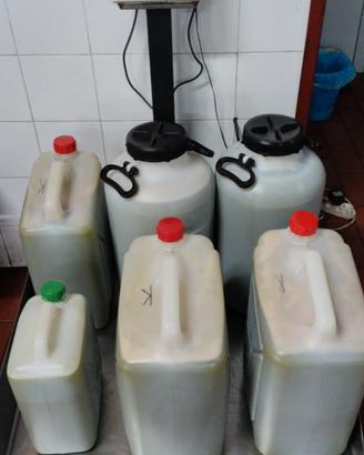 Olio raccolta 2025
