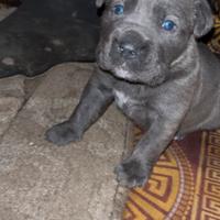 Cane corso