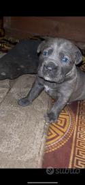Cane corso