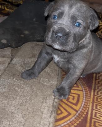 Cane corso