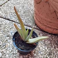 cucciolo di aloe vera pronto per crescere 