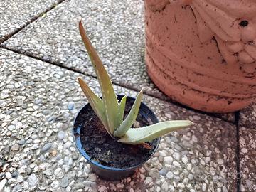 cucciolo di aloe vera pronto per crescere 
