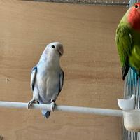 Coppie e soggetti singoli roseicollis