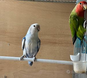 Coppie e soggetti singoli roseicollis