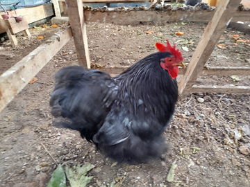 Gallo cocincina nana