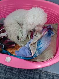 Bichon frise