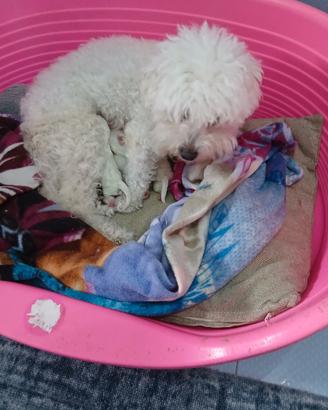 Bichon frise