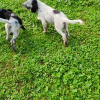 Cuccioli cane setter inglese