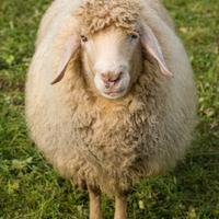 Pecora per fattoria