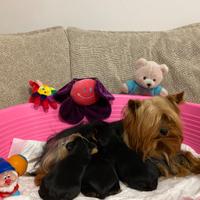 Yorkshire cuccioli con Pedigree Enci