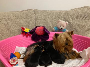 Yorkshire cuccioli con Pedigree Enci