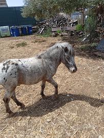Pony falabella