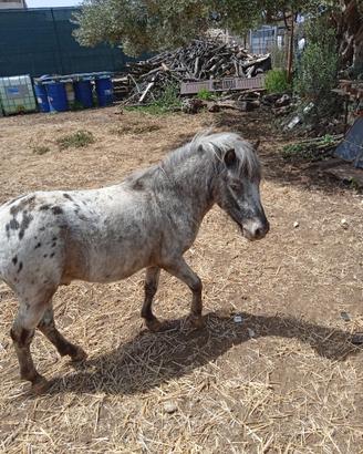 Pony falabella