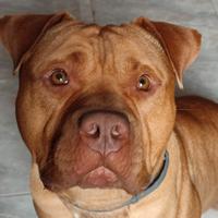 American Bully XL - 4 Anni