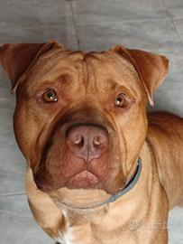 American Bully XL - 4 Anni