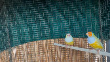 Coppia diamanti di gould