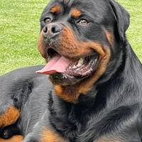 Stallone rottweiler c/ pedigree per accoppiamento