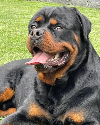 Stallone rottweiler c/ pedigree per accoppiamento